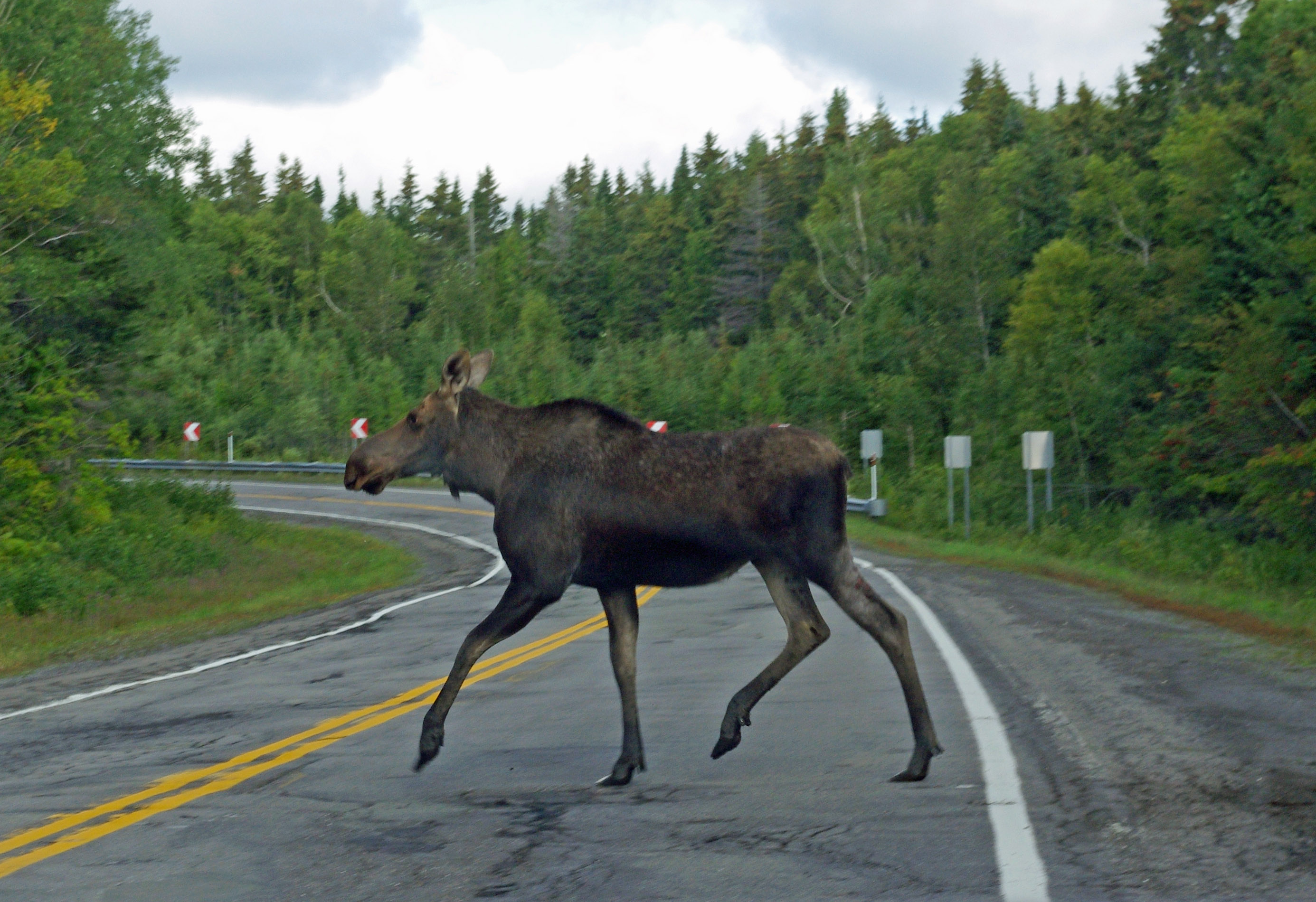 Moose Crossing at Forillon National Park on Gaspe Peninsula